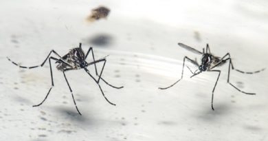 Macho e fêmea do mosquito Aedes aegypti no Laboratório de Mosquitos Transmissores de Hematozoários