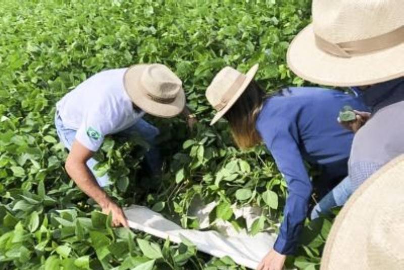  [Foto: Divulgação] Lavouras de soja que passaram pela inspeção fitossanitária dos técnicos da Adepará não registraram a presença do Amaranthus palmeriFoto: Divulgação