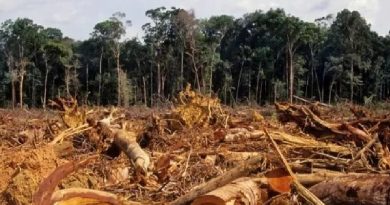 BBC Desmatamento na Amazônia atingiu em 2020 o maior índice dos últimos 12 anos (Foto: Getty Images)