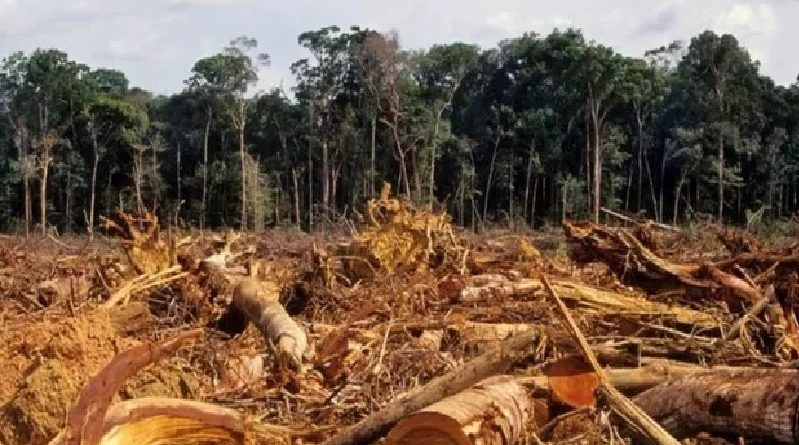 BBC Desmatamento na Amazônia atingiu em 2020 o maior índice dos últimos 12 anos (Foto: Getty Images)
