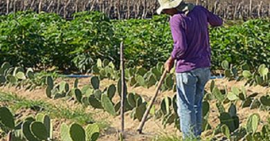 A interpretação da legislação agrária conforme a Constituição faz concluir que o Incra pode reivindicar propriedade da União
