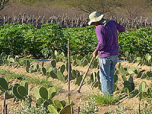 A interpretação da legislação agrária conforme a Constituição faz concluir que o Incra pode reivindicar propriedade da União