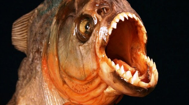 piranha