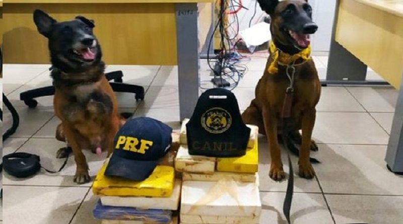 PRF-caes-apreendem-drogas-maraba-que-sairam-do-nortao-700x556