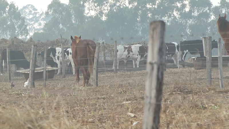  Geada queimou pastos e deixou vacas sem alimento em Santo Antônio da Alegria, SP — Foto: Reprodução/EPTV 