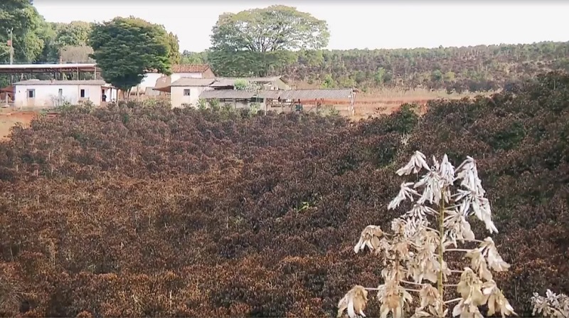  A geada afetou as plantações de café em Minas Gerais. — Foto: Reprodução/Globo Rural