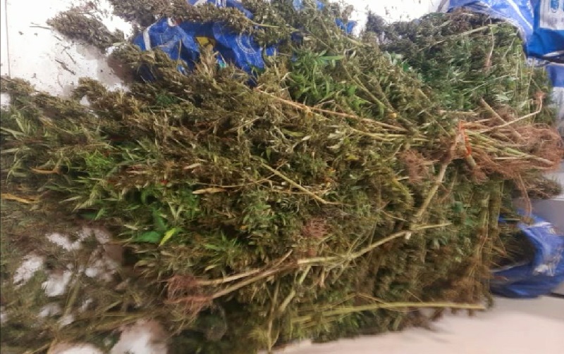 Pés de maconha apreendido (Foto:Divulgação)