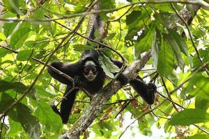 Espécies da fauna residente e migratória, em especial as ameaçadas de extinção, também são preservadas nas UCs