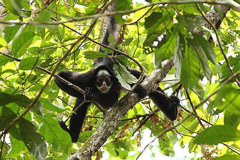 Espécies da fauna residente e migratória, em especial as ameaçadas de extinção, também são preservadas nas UCs