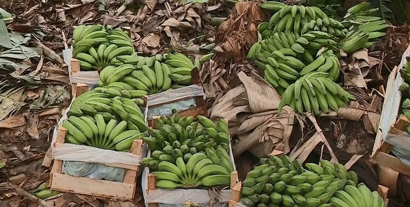  Banana é colocada em caixotes para comerrcialização — Foto: Matheus Martins/ TV Gazeta