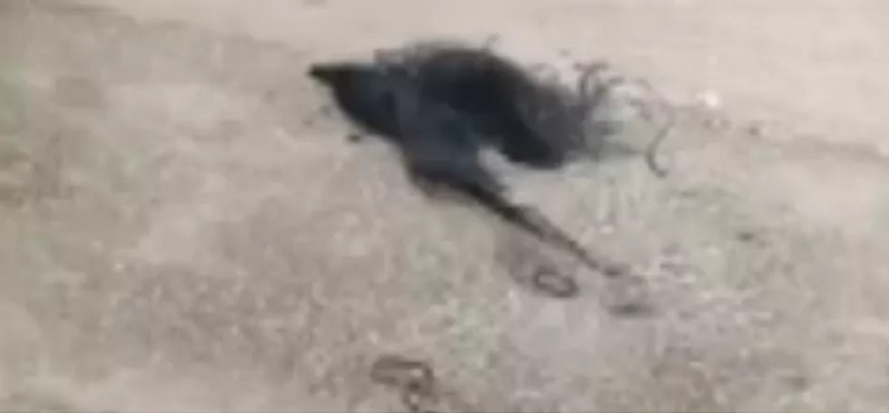 Mechas de cabelo da vítima ficaram pelo chão após agressão na rua, no Pará — Foto: TV Liberal/Reprodução