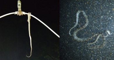 cobra-enroscou-em-rede-eletrica-e-ao-todo-51725-usuarios-foram-afetados-1645472359209_v2_900x506