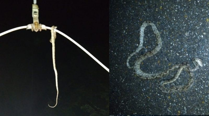 cobra-enroscou-em-rede-eletrica-e-ao-todo-51725-usuarios-foram-afetados-1645472359209_v2_900x506