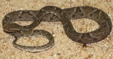 Surucucu-pico-de-jaca, apontada pelo Butantan como a maior serpente peçonhenta das Américas Foto: Ibama/Divulgação
