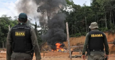 ibama destroi
