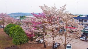 Foto:Reprodução rede social Facebook)