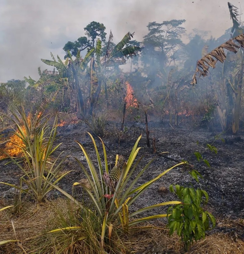 Plantações são atingidas por focos de incêndio em área do assentamento "Terra Nossa" — Foto: Reprodução 