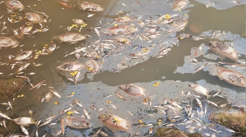 peixe morto corrego lago np