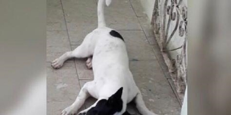  Cachorro Lobo: morto no Natal de 2020, na Pedreira (Foto: Reprodução