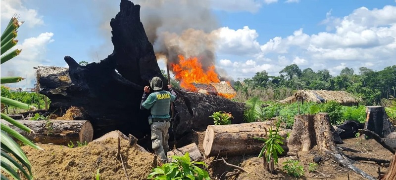 Operação investiga possíveis conexões de grileiros de terras no Pará (Foto: Reprodução A pública  org)
