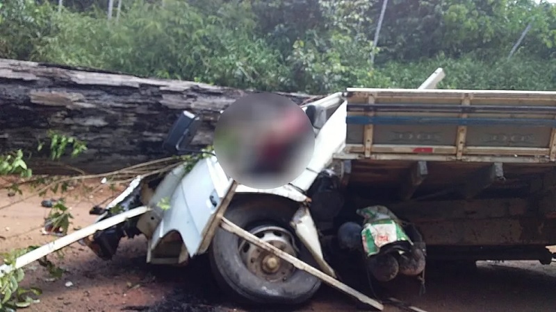 Queda de árvore termina em morte em Laranjal do Jari, no Amapá — Foto: Redes sociais 