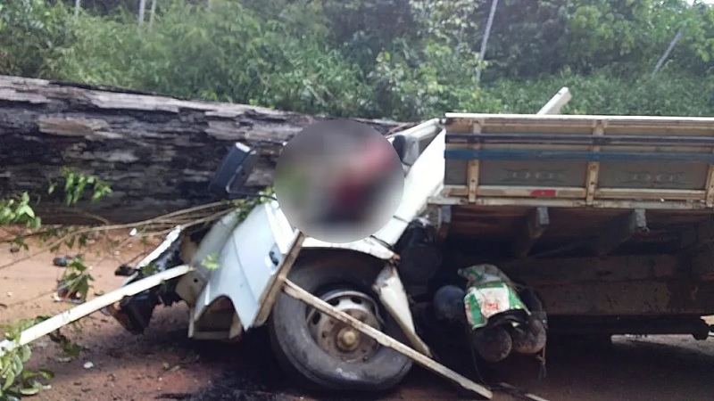 Queda de árvore termina em morte em Laranjal do Jari, no Amapá — Foto: Redes sociais 