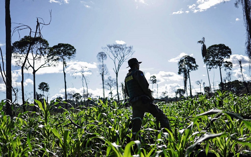 Givanildo dos Santos, agente do Ibama, em operação contra desmate em Uruará (PA) nesta quinta (19) - Ueslei Marcelino/Reuters