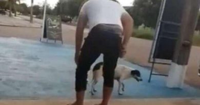 vereador mt cachorro