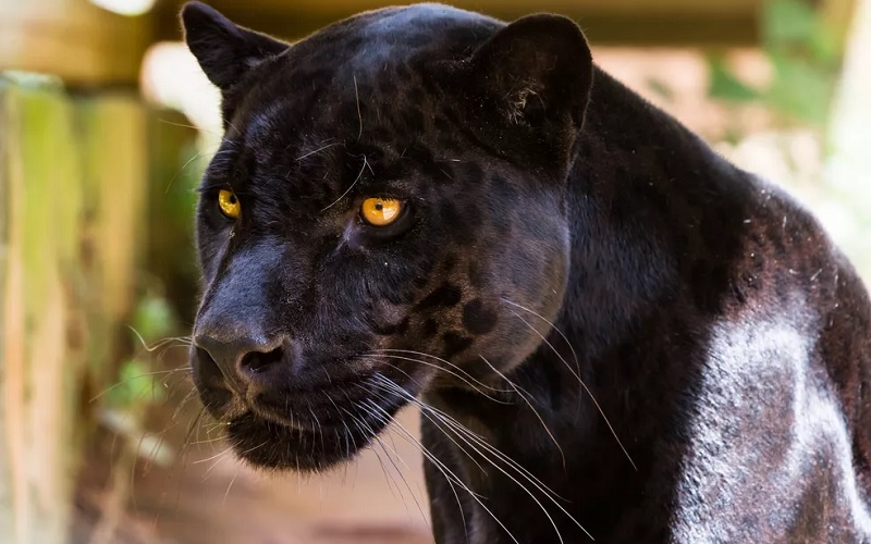 Rosetas, típicas da espécie, existem até nos animais de pelagem preta. — Foto: Catarina Furtado/VC no TG