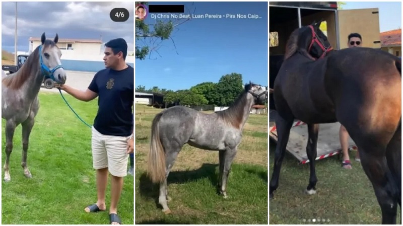 Falso médico usou dinheiro obtido com exercício ilegal da medicina para adquirir animais de alto valor, aponta denúncia — Foto: Reprodução