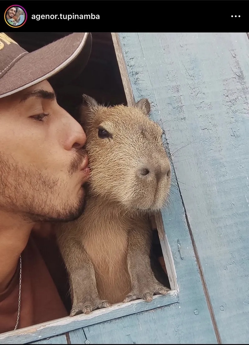  Influenciador leva capivara 'Filó' para ser entregue ao Ibama em Manaus. — Foto: Divulgação