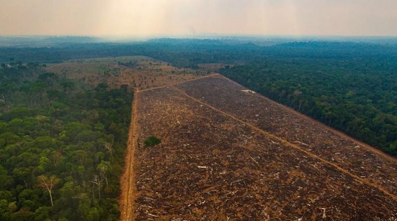 Foto:Divulgação Ibama