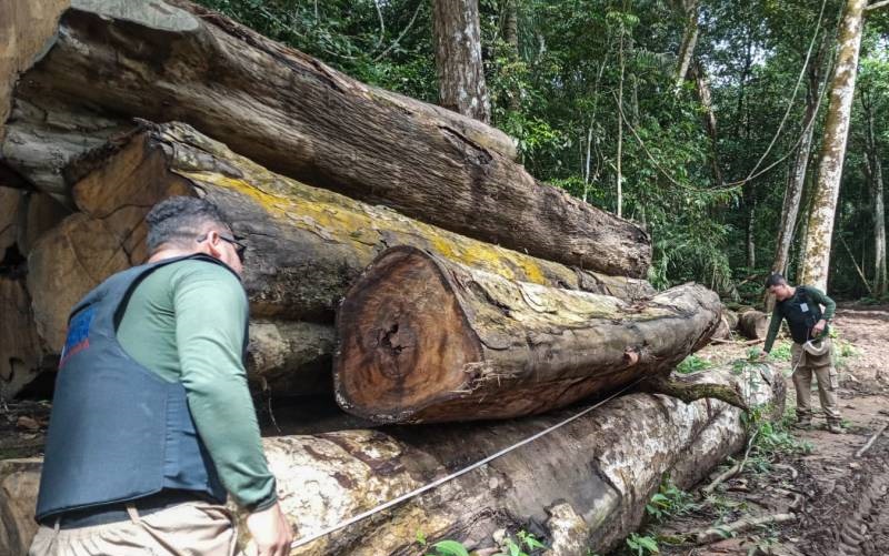 Apreensão de madeira em tora no município de Novo Progresso - Apreensão de madeira em tora no município de Novo Progresso - (Foto: ASCOM / SEGUPA)