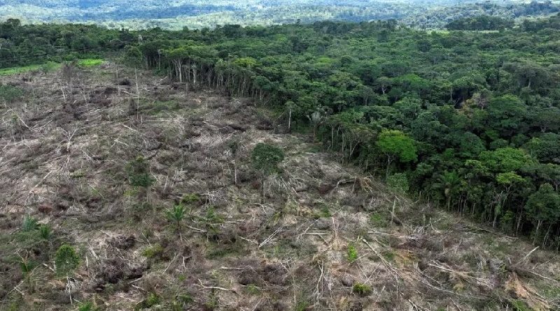 desmatamento3