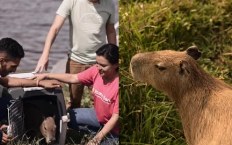 AGENOR TUPINAMBÁ (CAPIVARA FILÓ)