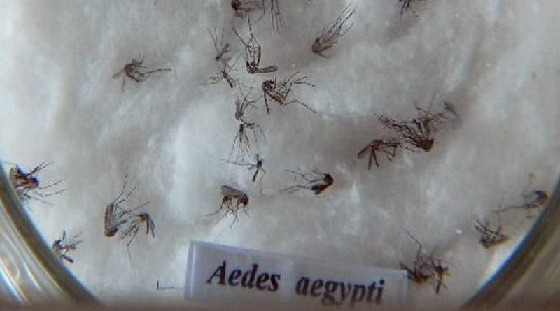 aedes