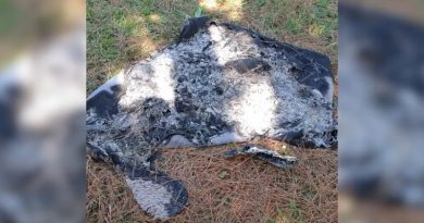 Tapete é encontrado no meio do mato em Quatro Barras — Foto: PCPR/divulgação