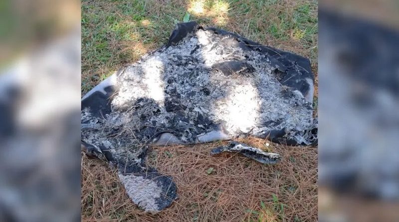 Tapete é encontrado no meio do mato em Quatro Barras — Foto: PCPR/divulgação