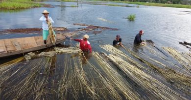 Fibras de malva na fase de "afogamento", em Manacapuru. — Foto: Alexandro Pereira/Rede Amazônica