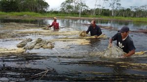 Meeiros fazem o trabalho de afogar as fibras. — Foto: Alexandro Pereira/Rede Amazônica