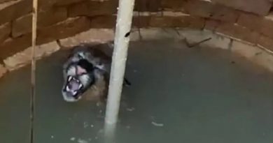 onca-parda_00814477_0_-3