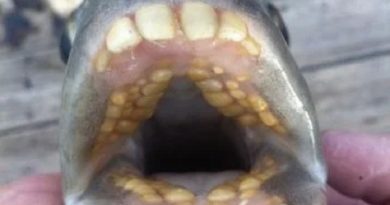 peixe-dentes-humanos-358x480