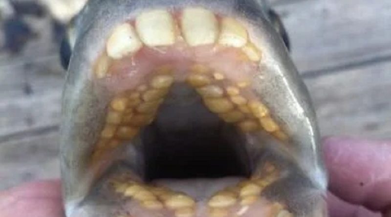 peixe-dentes-humanos-358x480