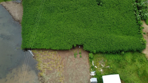 Plantação de malva, em Manacapuru. — Foto: Alexandro Pereira/Rede Amazônica