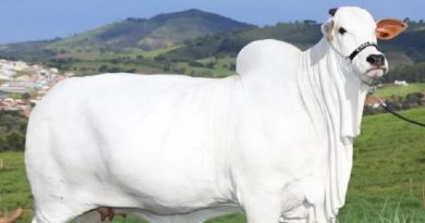 vaca-viatina-640x427