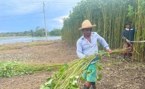 Agricultor Carlos Alberto trabalha há mais de 40 anos com plantação de malva e juta. — Foto: Bianca Fatim/g1 AM