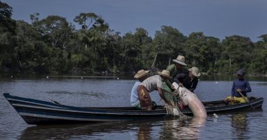 ITAMARATI, AM, BRASIL, 15-09-2021: Indígena da etnia Deni durante a pesca do Pirarucu, em uma lagoa formada pelo rio Xeruã, na terra indígena Deni, no estado da Amazônia. (Foto: Eduardo Anizelli/ Folhapress, PODER) ***EXCLUSIVO*** ***AMAZÔNIA SOB BOLSONARO***