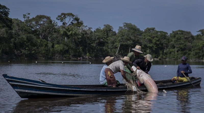 ITAMARATI, AM, BRASIL, 15-09-2021: Indígena da etnia Deni durante a pesca do Pirarucu, em uma lagoa formada pelo rio Xeruã, na terra indígena Deni, no estado da Amazônia. (Foto: Eduardo Anizelli/ Folhapress, PODER) ***EXCLUSIVO*** ***AMAZÔNIA SOB BOLSONARO***
