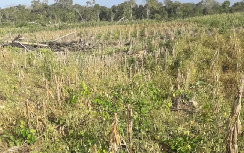Plantações morrem com a aplicação agrotóxico em outra propriedade — Foto: Divulgação