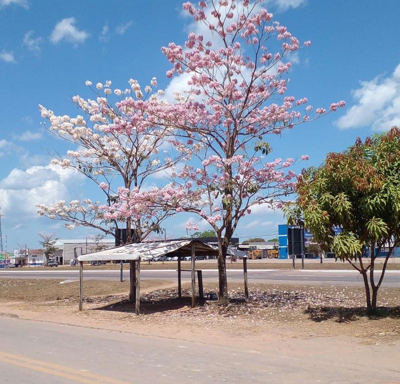 Em Céu limpo - Ipês florescem em Novo Progresso, Pará (imagem de agosto de 2023) Jornal Folha do Progresso